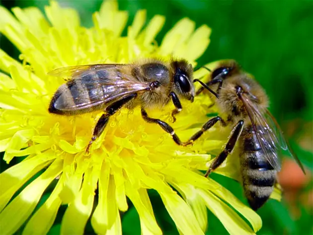 How Bees Supercharge Melons, Watermelons, and Pumpkins 3 Bees