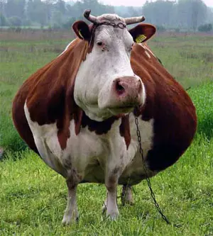 cow