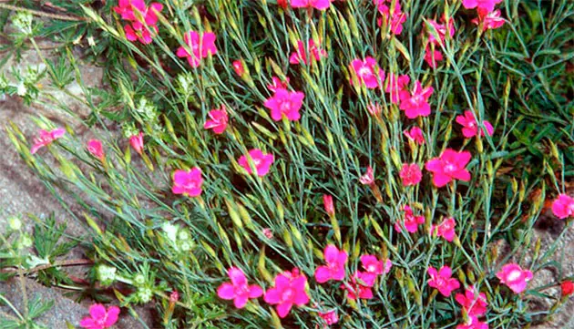 Cloves (herb)