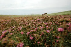 Верблюжья колючка Camel thorn
