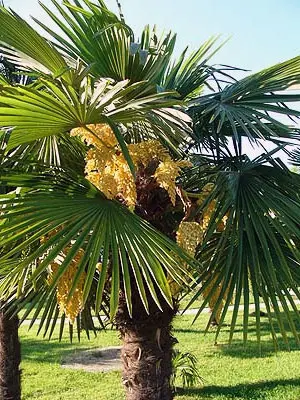 The 8-Meter Palm That Traveled From Italy to Lviv 3 palm tree