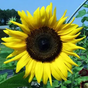 Подсолнечник Sunflower