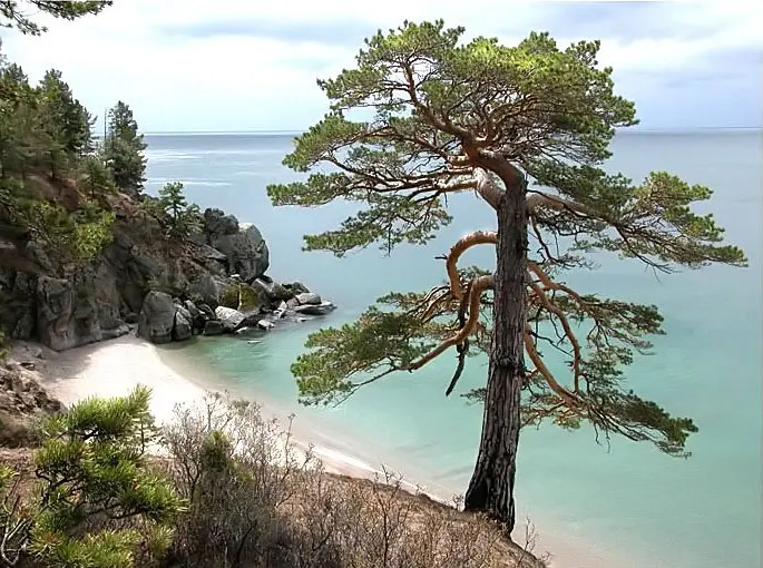 pine tree