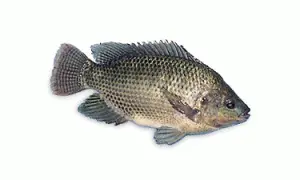 Tilapia