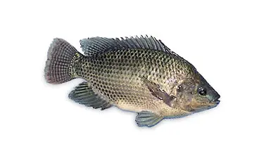 tilapia