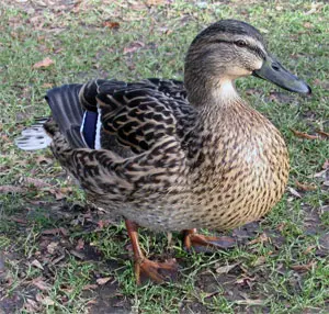 Утка Duck