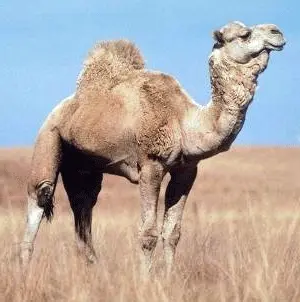 Camel tricks