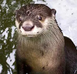 Выдра Otter
