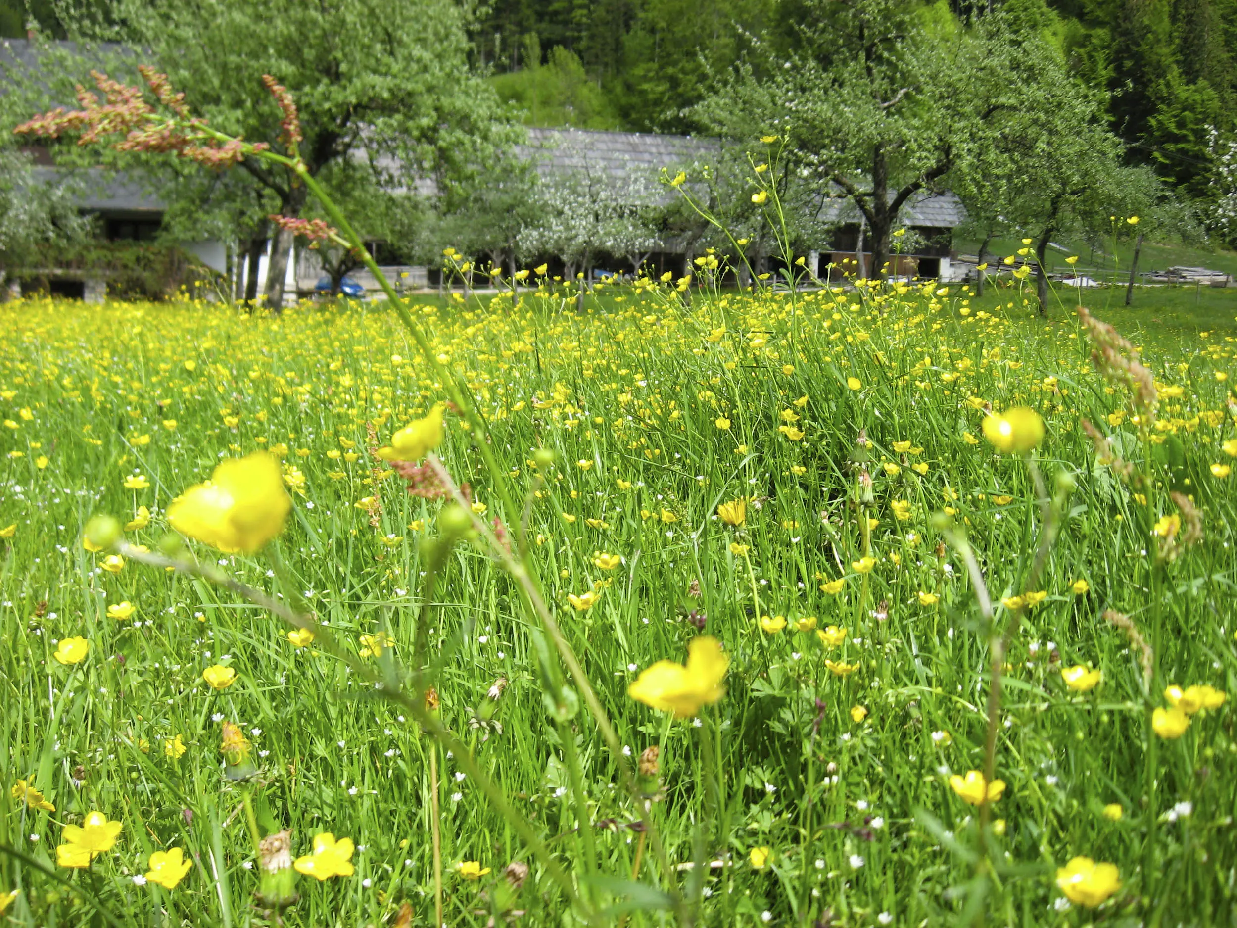Spring Garden To-Do: What to Plant, Divide, and Protect in May 3 Garden plot
