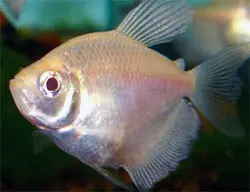 Аквариумные рыбки Aquarium fish