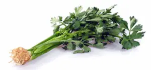 Celery