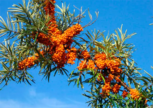 Thornless Sea Buckthorn: The Superberry That Deserves a Comeback 3 sea buckthorn