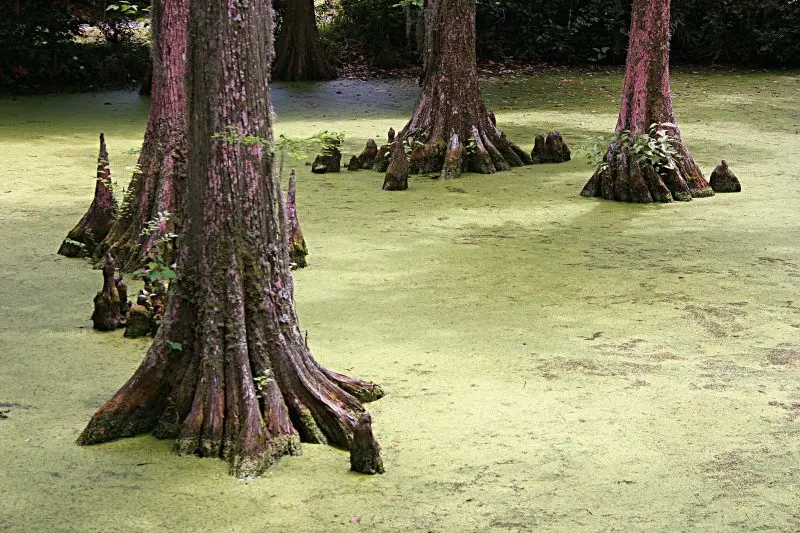 How to Plant a Tree So It Actually Thrives 3 How to plant a tree
