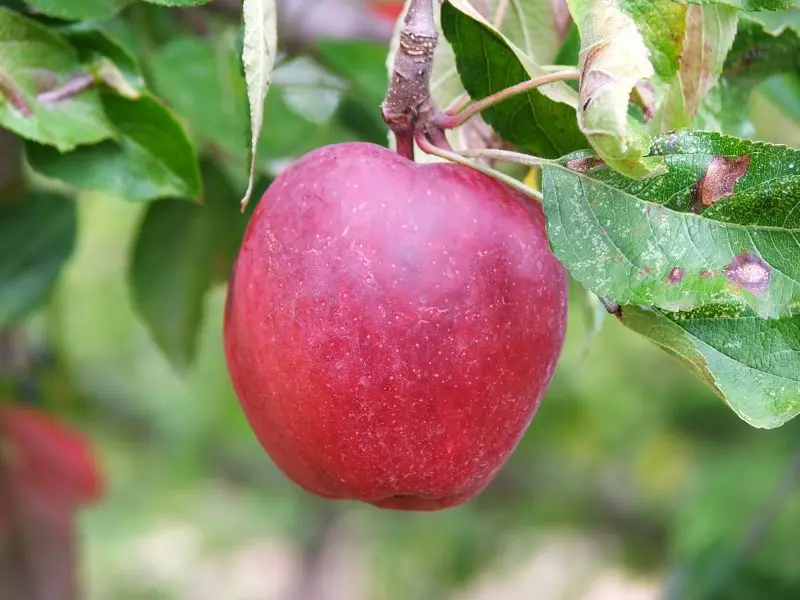 How to harvest at the right time