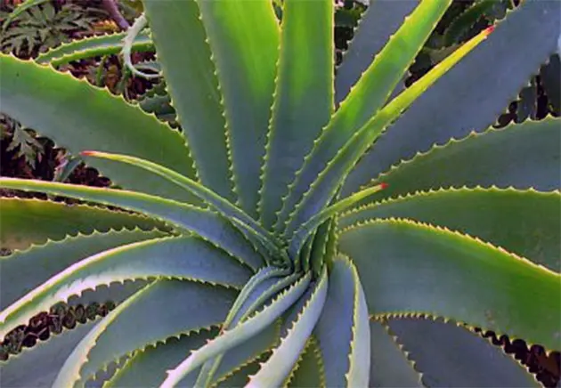 How Simple Habits and Aloe Vera Keep Mature Skin Radiant 3 aloe