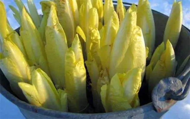 Turn Your Windowsill into a Winter Vegetable Garden 3 vitluf