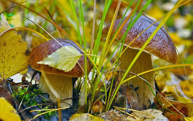 Mushrooms