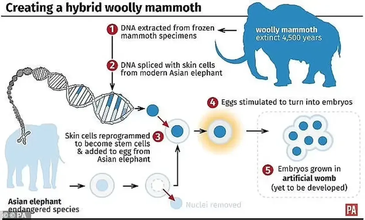 Scientific sensation: geneticists promise to resurrect the mammoth by 2028.