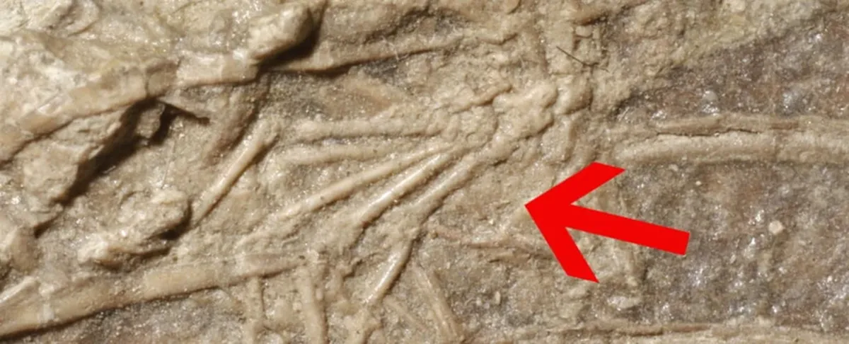 Microraptor's Last Meal Was a Tiny Mammal 3 Microraptor's meal: scientists reveal the last feast of the four-winged dinosaur.