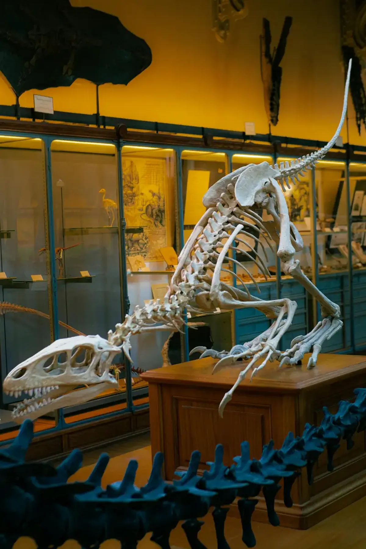 How walking on two legs helped dinosaurs dominate Earth for 160 million years 3 Why did dinosaurs dominate Earth for 160 million years?