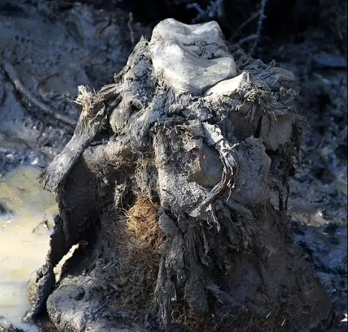 Geneticists promise to revive the extinct woolly mammoth by 2028.