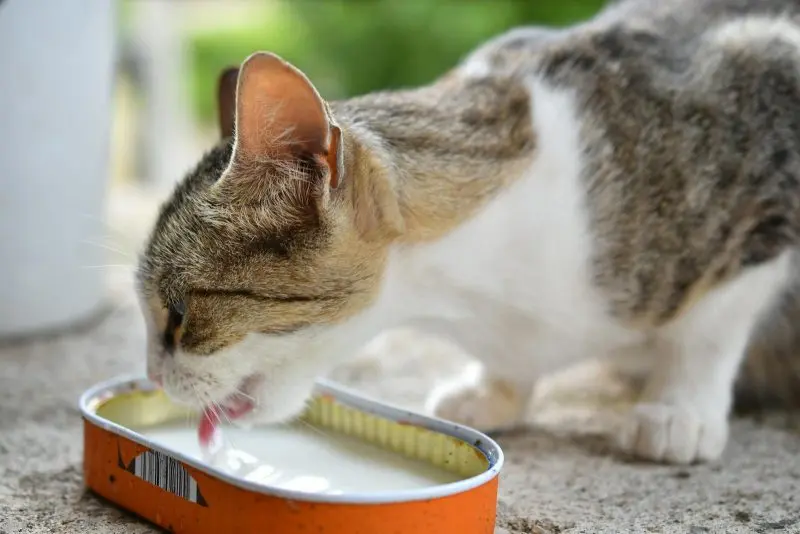 A tabby cat is enjoying milk from a tin can outdoors on a sunny day.