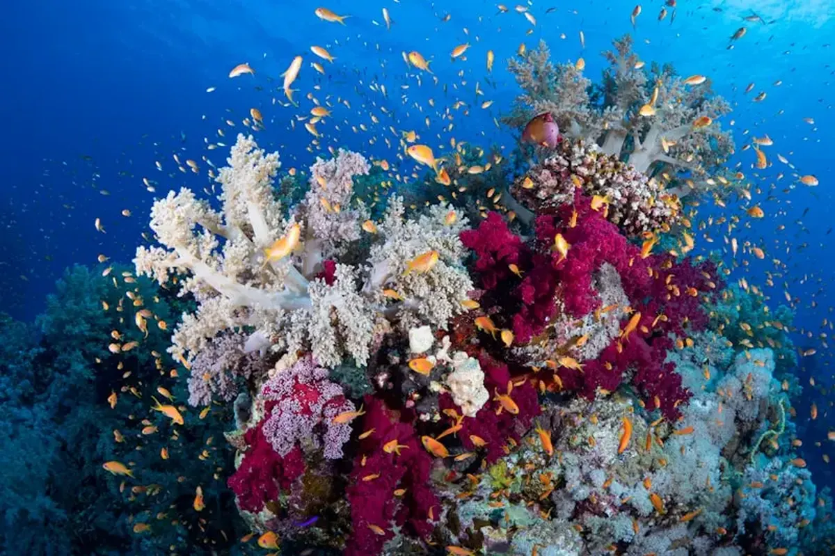 a large group of fish swimming over a colorful coral reef