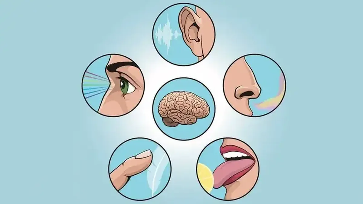 Aristotle Was Wrong: Humans Have More Than Five Senses 3 The Aristotle Error: We don't have just five senses, but many more.
