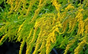 goldenrod, solidago, flowers, beautiful flowers, flower background, yellow flowers, flower wallpaper, nature