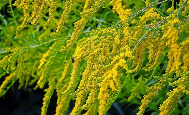 goldenrod (Solidago), flowers, beautiful flowers, floral background, yellow flowers, flower wallpaper, nature