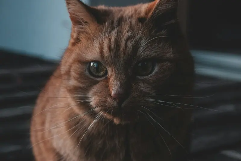 How Old Is Your Cat in Human Years — and How to Calculate It 3 short-haired brown-and-white cat