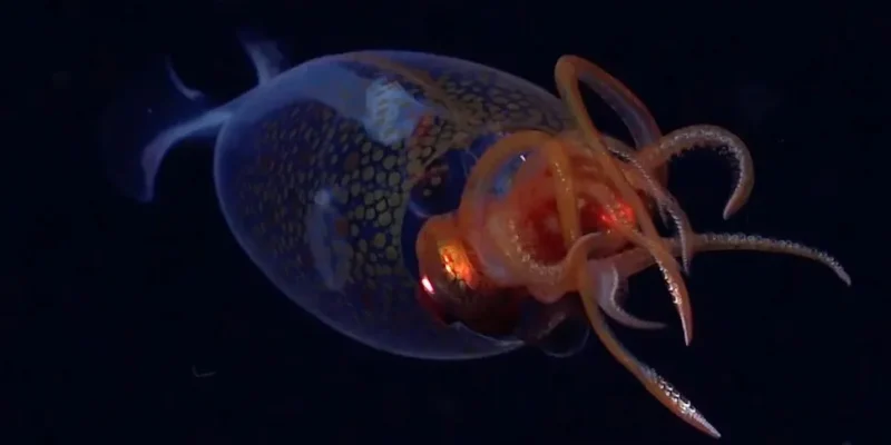 Antarctic kraken