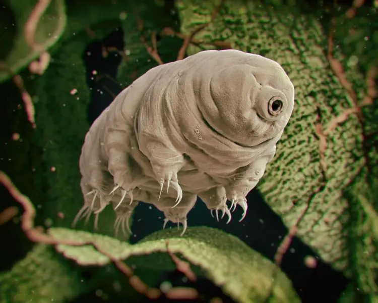 Tardigrades survive massive radiation by supercharging DNA repair 3 Tardigrades