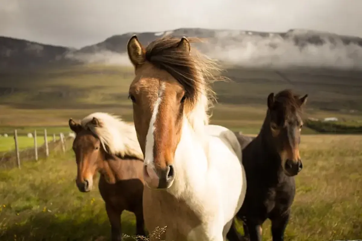 Why Horses — and Other Big Mammals — Have Long Noses 3 three horses of different colors running away from a mountain