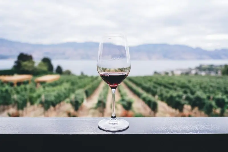 A clear wine glass overlooking an orchard during the day.