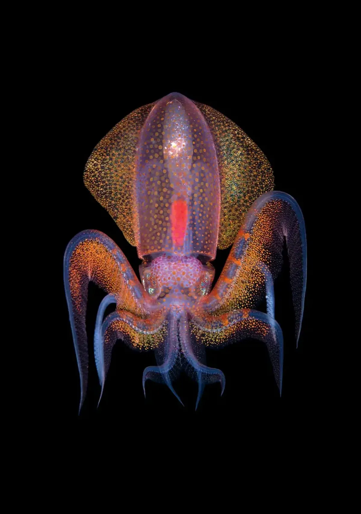 Diamond squid and a lobster on a jellyfish: a photographer showcased portraits of tiny deep-sea dwellers.