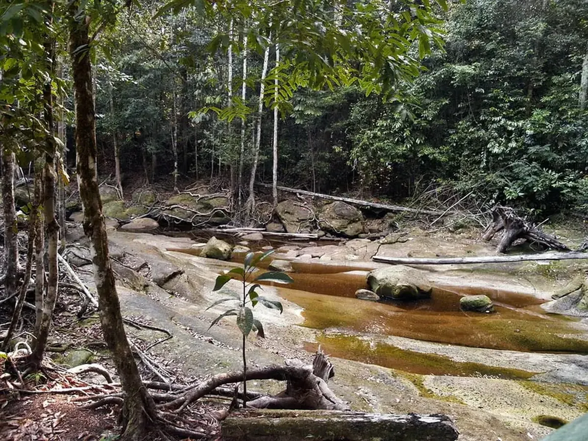 The drought in the Amazon has exposed faces carved into the rocks.