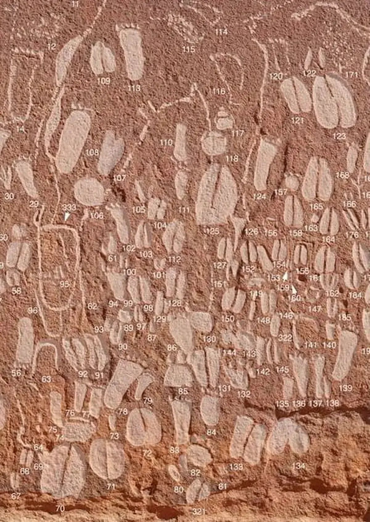 Stone-Age Zoo Map: 5,000-Year-Old Tracks Reveal Species, Ages, and Individuals 5 Zoological Painting: A Scientific Book from the Stone Age