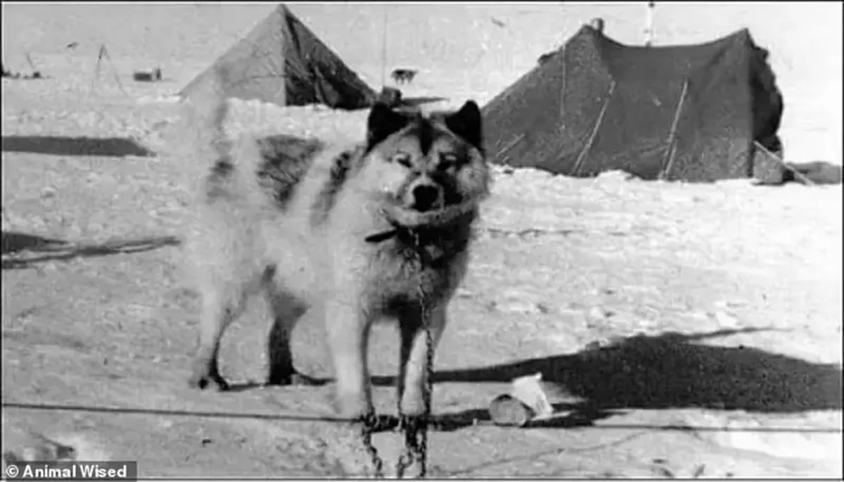 Lost to History: Remarkable Dog Breeds That Have Disappeared Forever