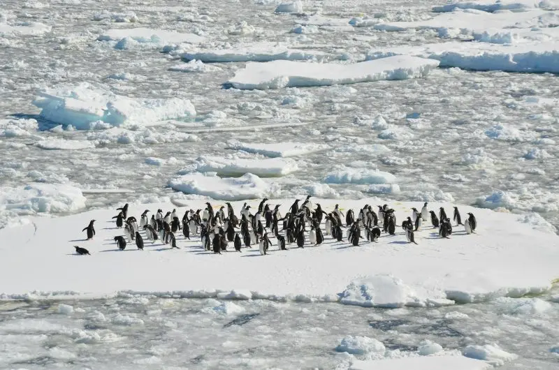 Black-and-white penguins on an ice field
