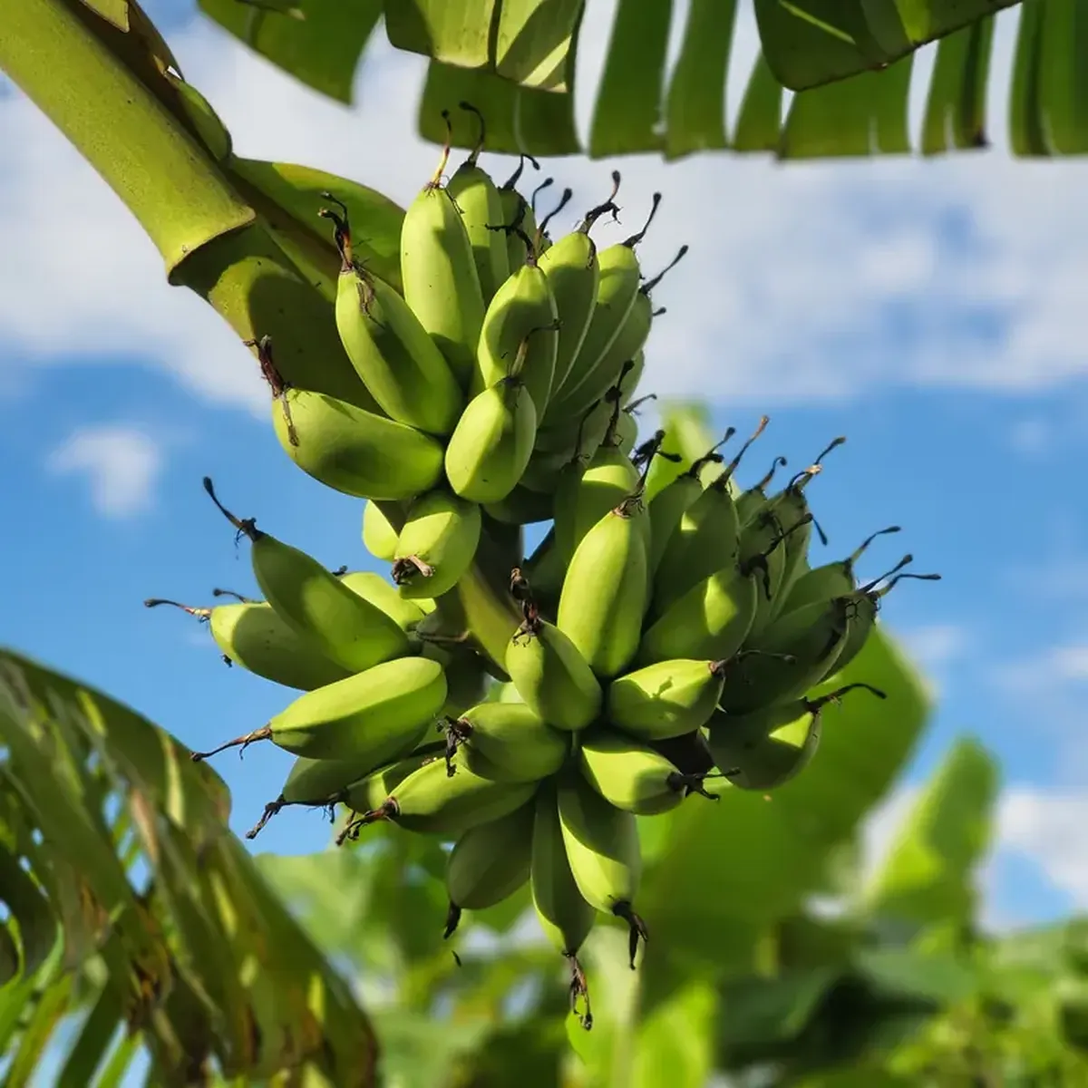 Why Ripeness Matters for Bananas, Oranges, and Blackberries 5 Bananas, oranges, and blackberries: the health benefits of fruits and berries depend on how ripe they are.