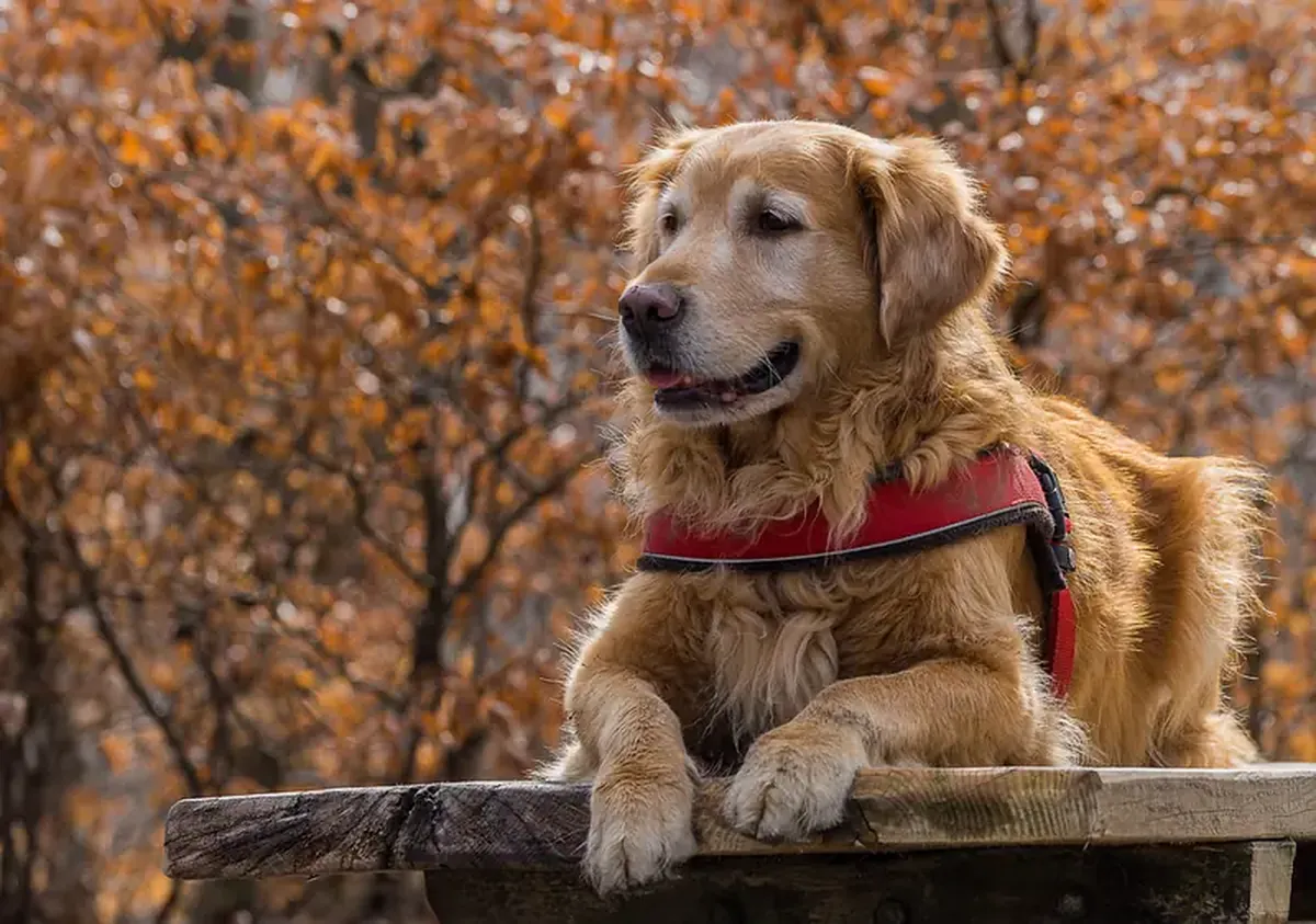Small dog breeds live longer, but they age faster.