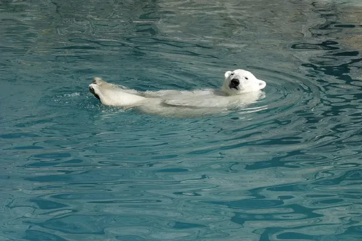 The secret to their survival: thick fur protects polar bears from freezing.