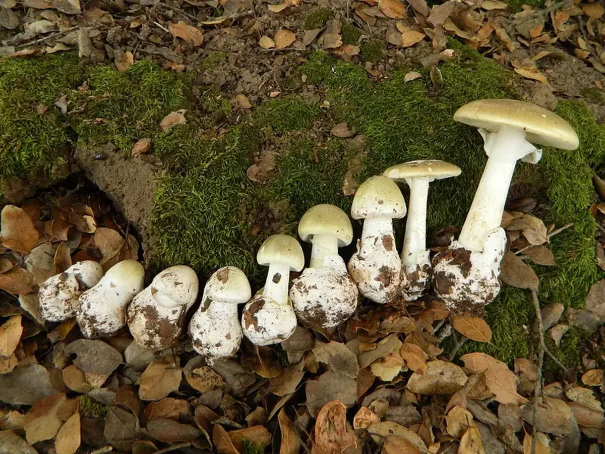 This mushroom compound is the world’s most bitter substance 4 German biochemists have discovered the most bitter substance in the world.