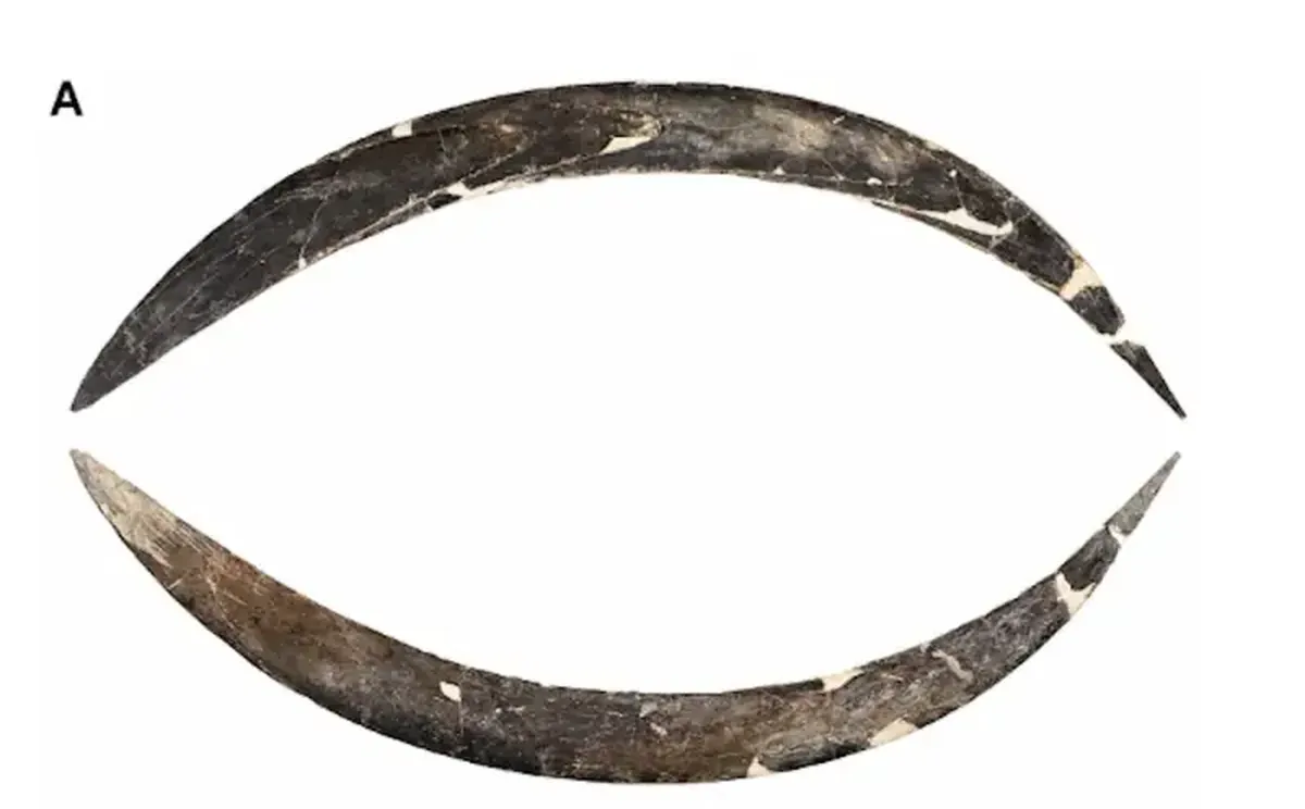 Europe's oldest boomerang, made from mammoth tusk, has been found in Poland.