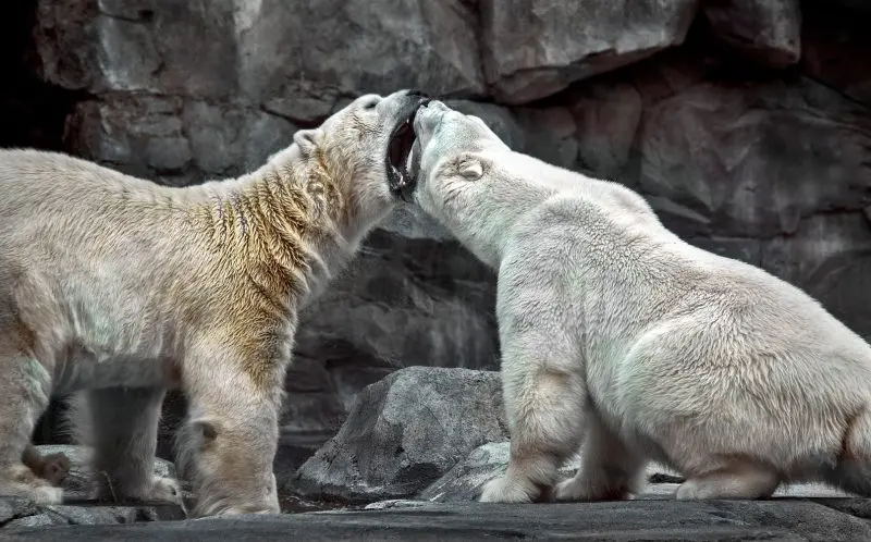 a polar bear on a gray rock