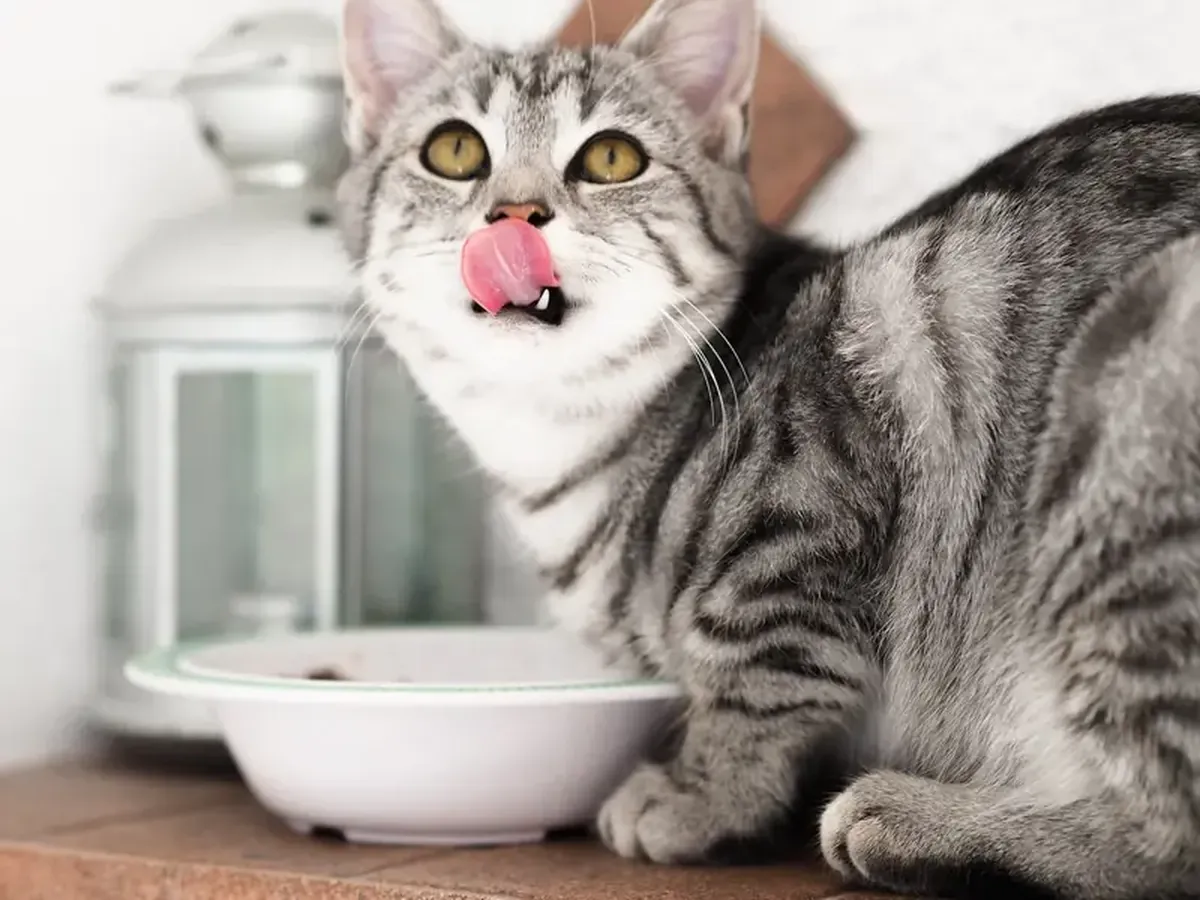 Vegan Cat: Is Veganism Beneficial for Animals?