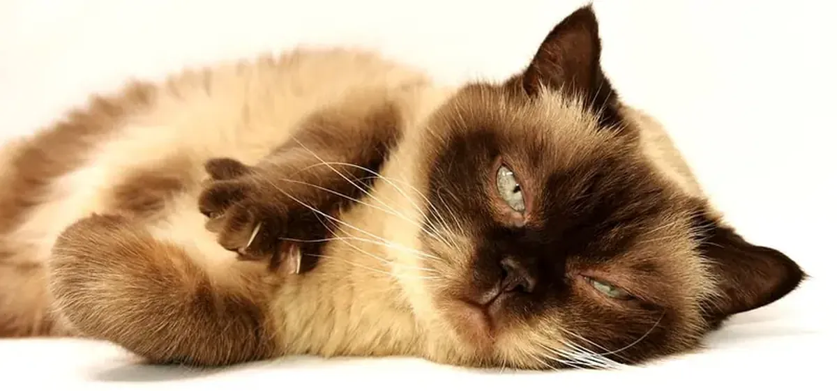 Why cats purr: soft pads in their vocal cords make the rumble 3 Scientists have uncovered the mystery behind cats' purring.