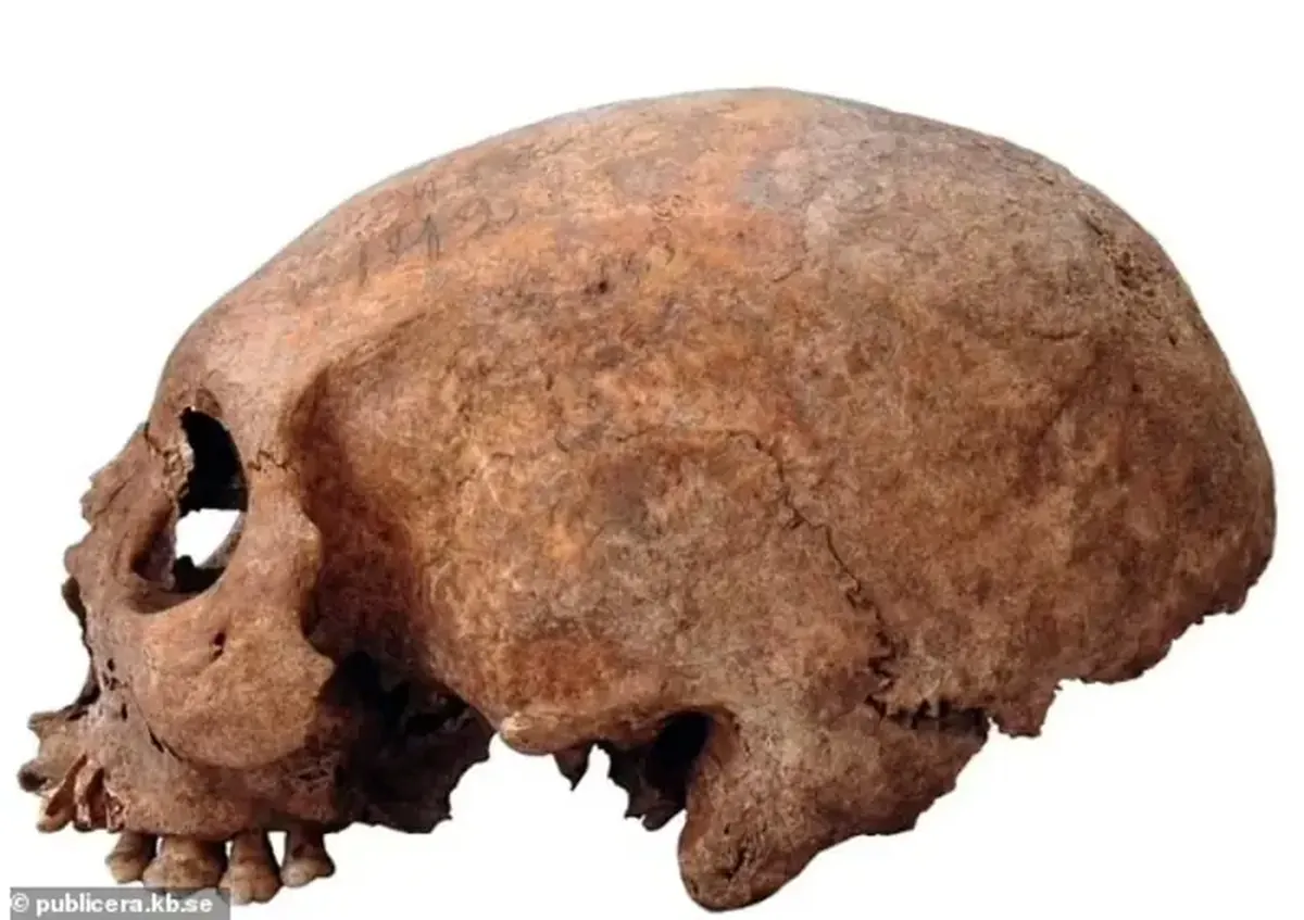 Viking Age Discoveries: Remains of Women with Abnormally Long Skulls Found