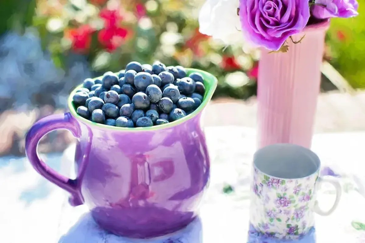 Why blueberries are blue even though their skin is red 3 Researchers have discovered why blueberries are blue.